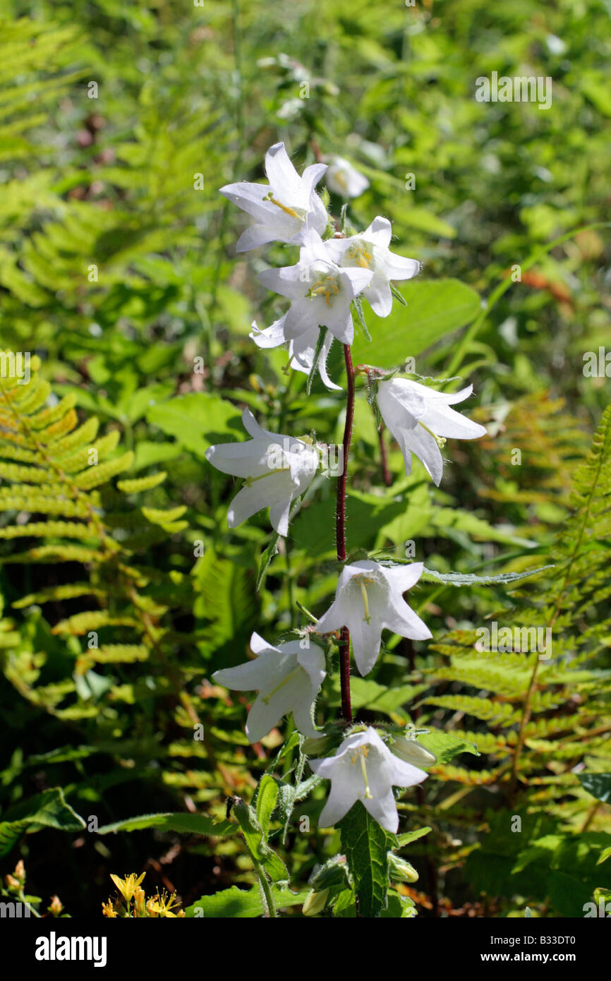 CAMPANULA LATIFOLIA ALBA qui poussent à l'État SAUVAGE DANS LES PICOS DE EUROPA ASTURIAS ESPAGNE AU-DESSUS de Arenas de Cabrales Banque D'Images