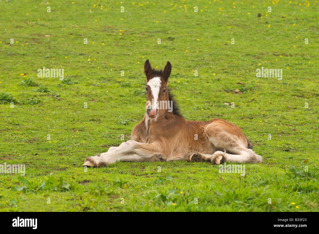 Shire Horse foal Anglesey Pays de Galles Banque D'Images