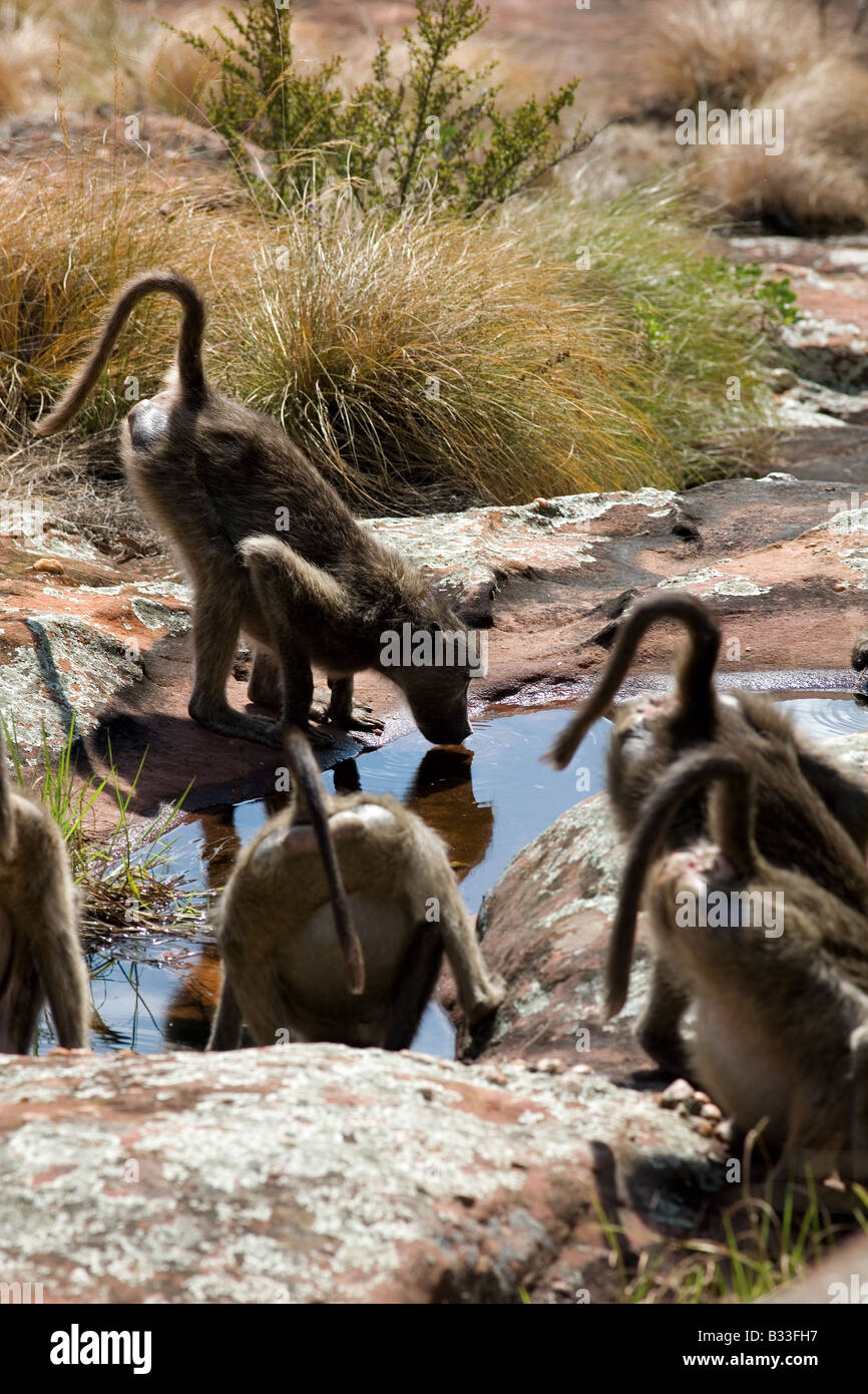 Des babouins Chacma eau potable, Afrique du Sud Banque D'Images
