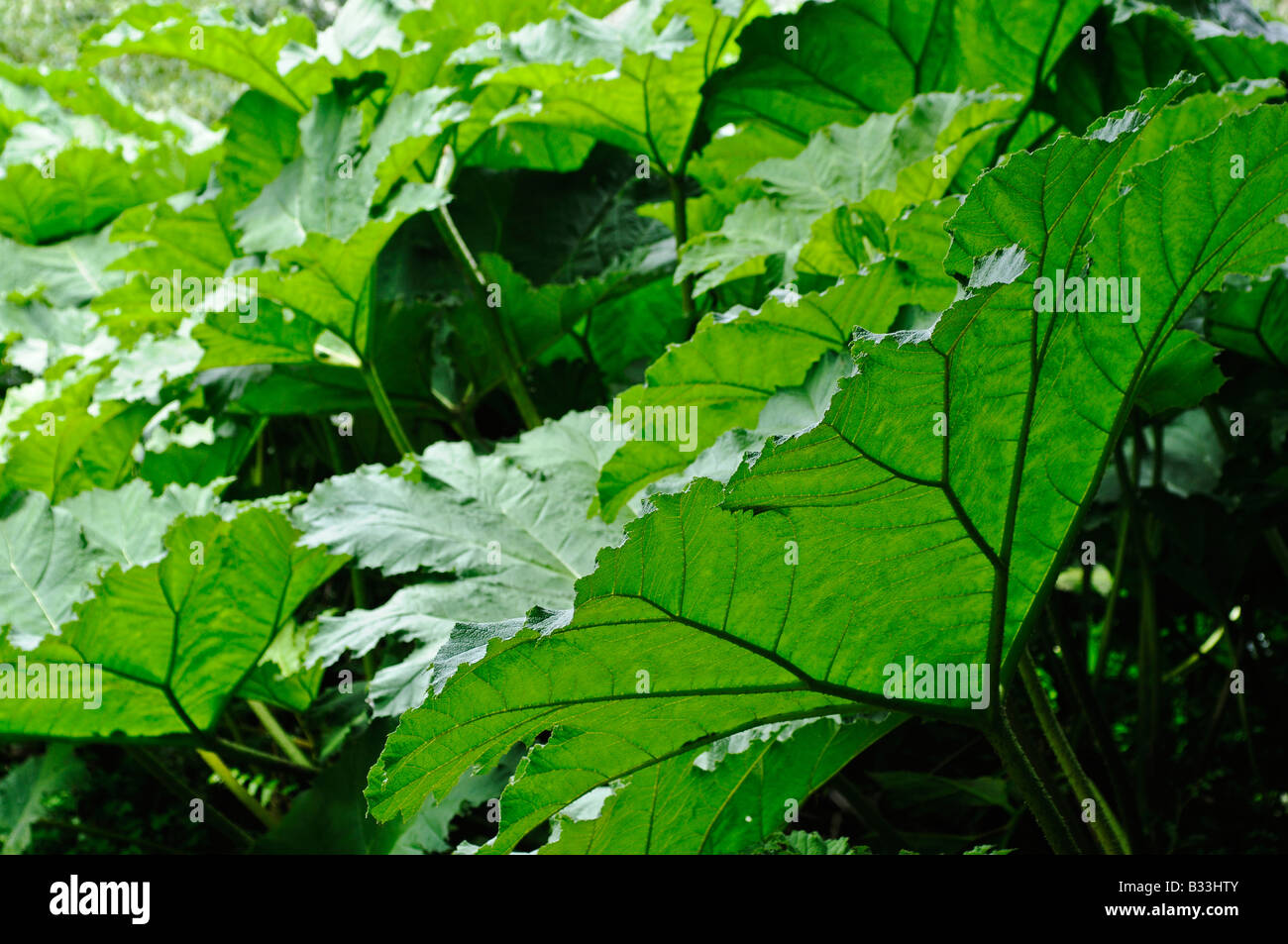 Gunnera manicata Banque D'Images