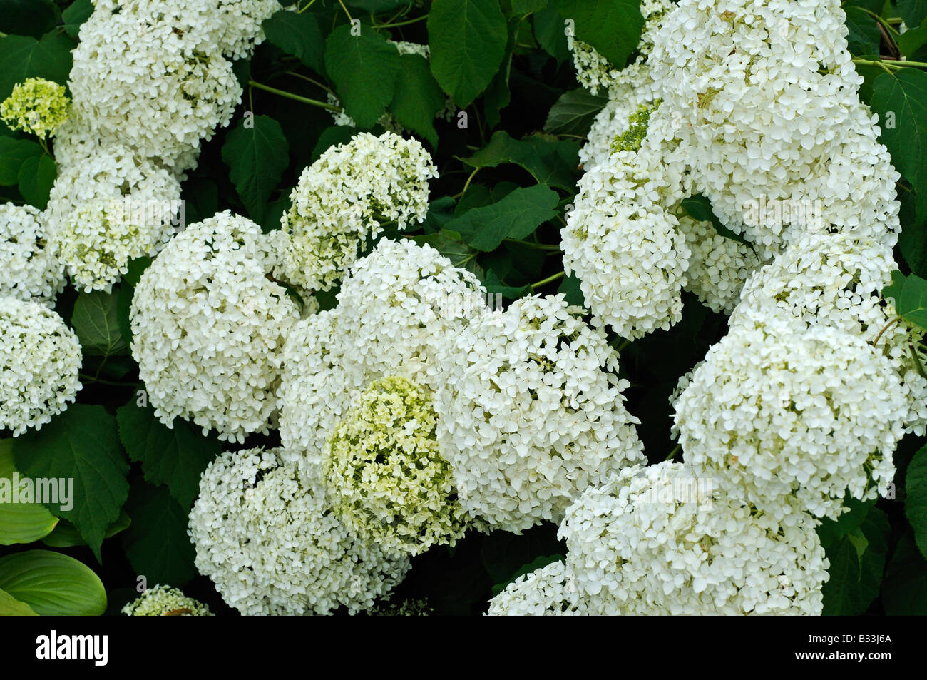 L'Hydrangea arborescens ANNABELLE Banque D'Images