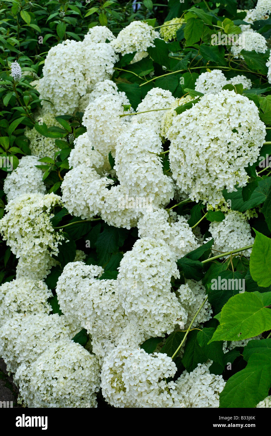 L'Hydrangea arborescens ANNABELLE Banque D'Images