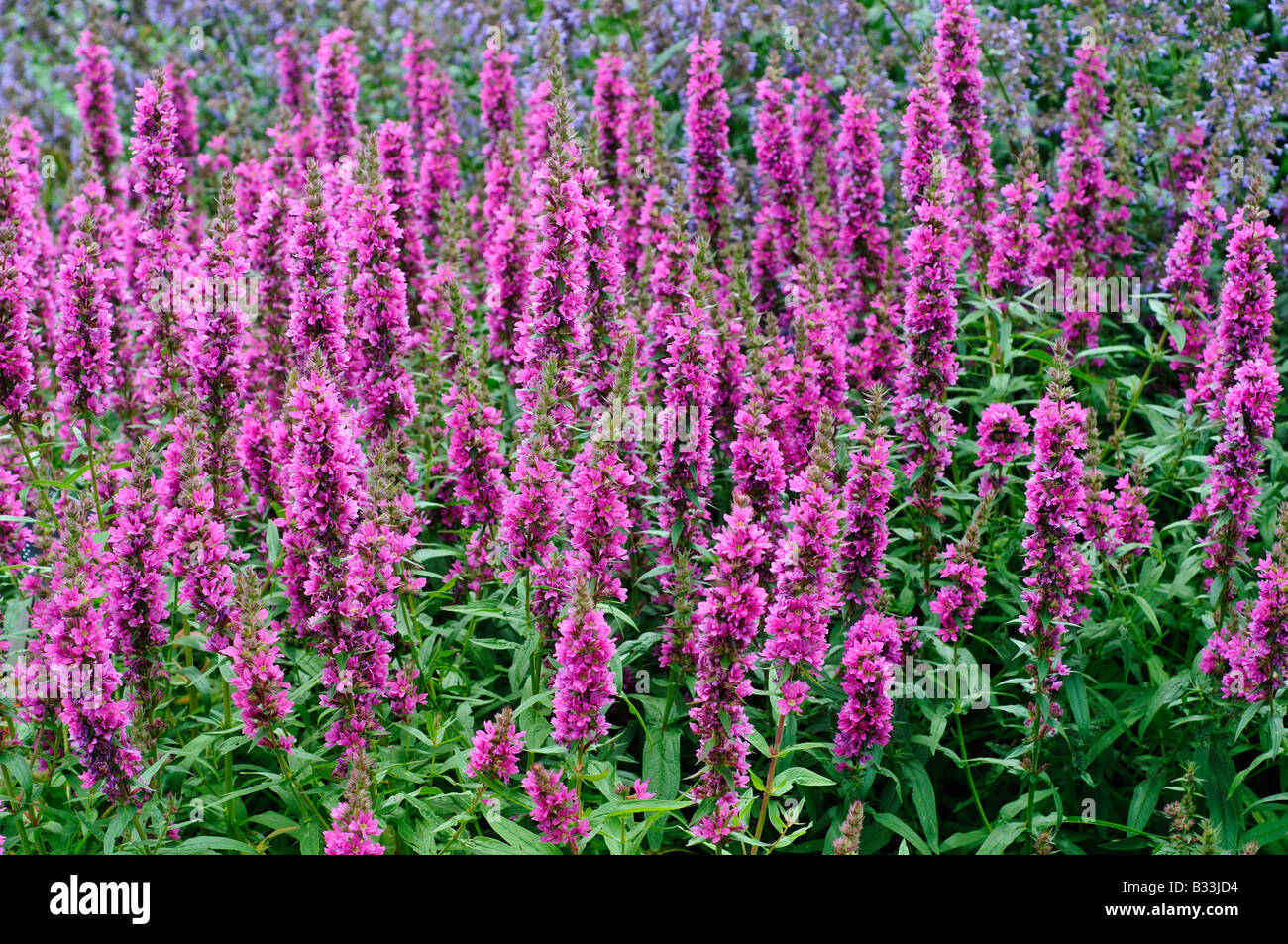 Lythrum salicaria FEUERKERZE Banque D'Images