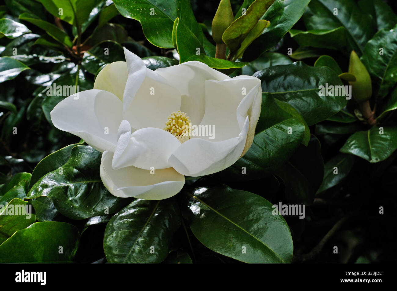 Fleur de Magnolia grandiflora x Banque D'Images
