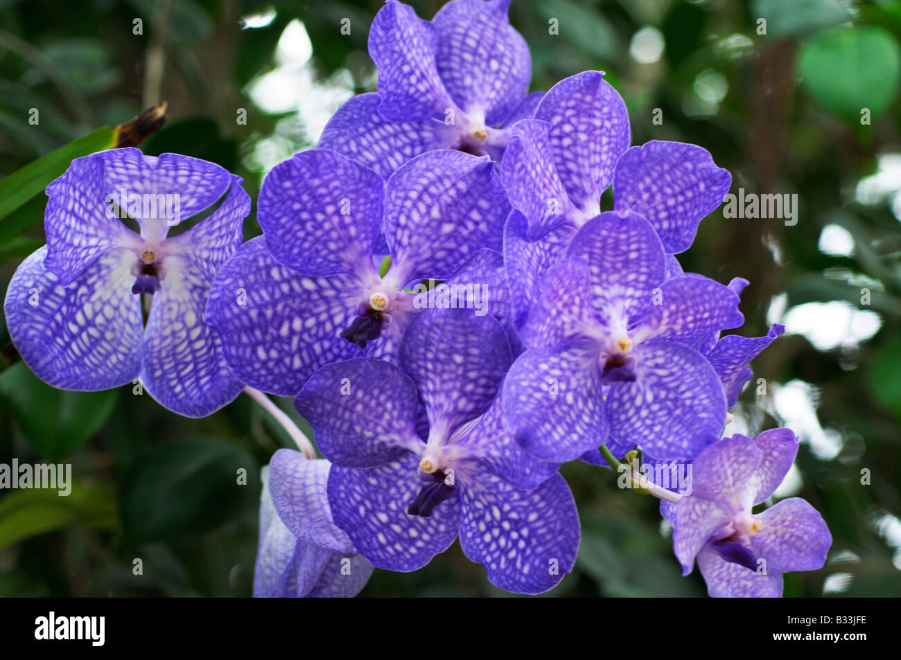 Orchid Vanda Sansai Blue gx Banque D'Images