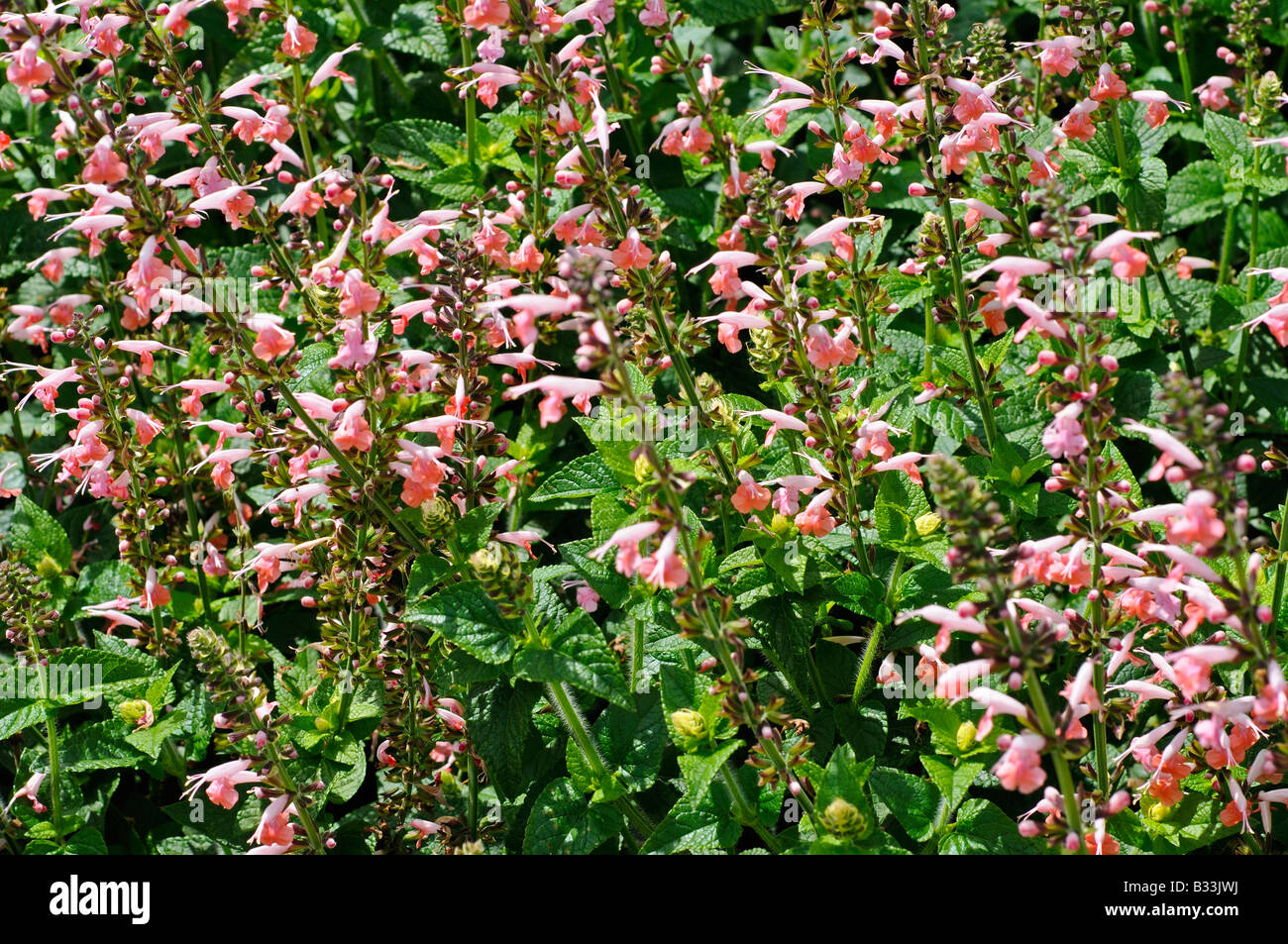 Salvia Coccinea CORAL NYMPHE Photo Stock - Alamy