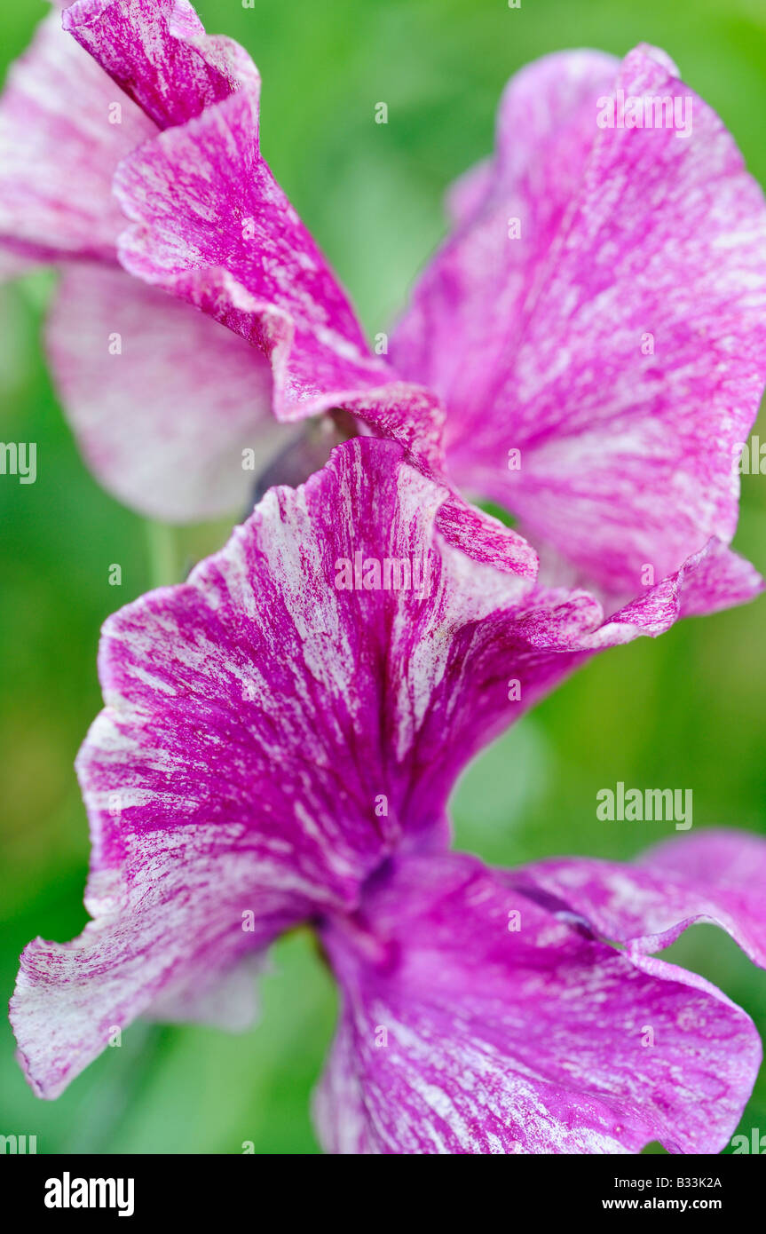 Fleurs pois de Lathyrus odoratus Banque D'Images