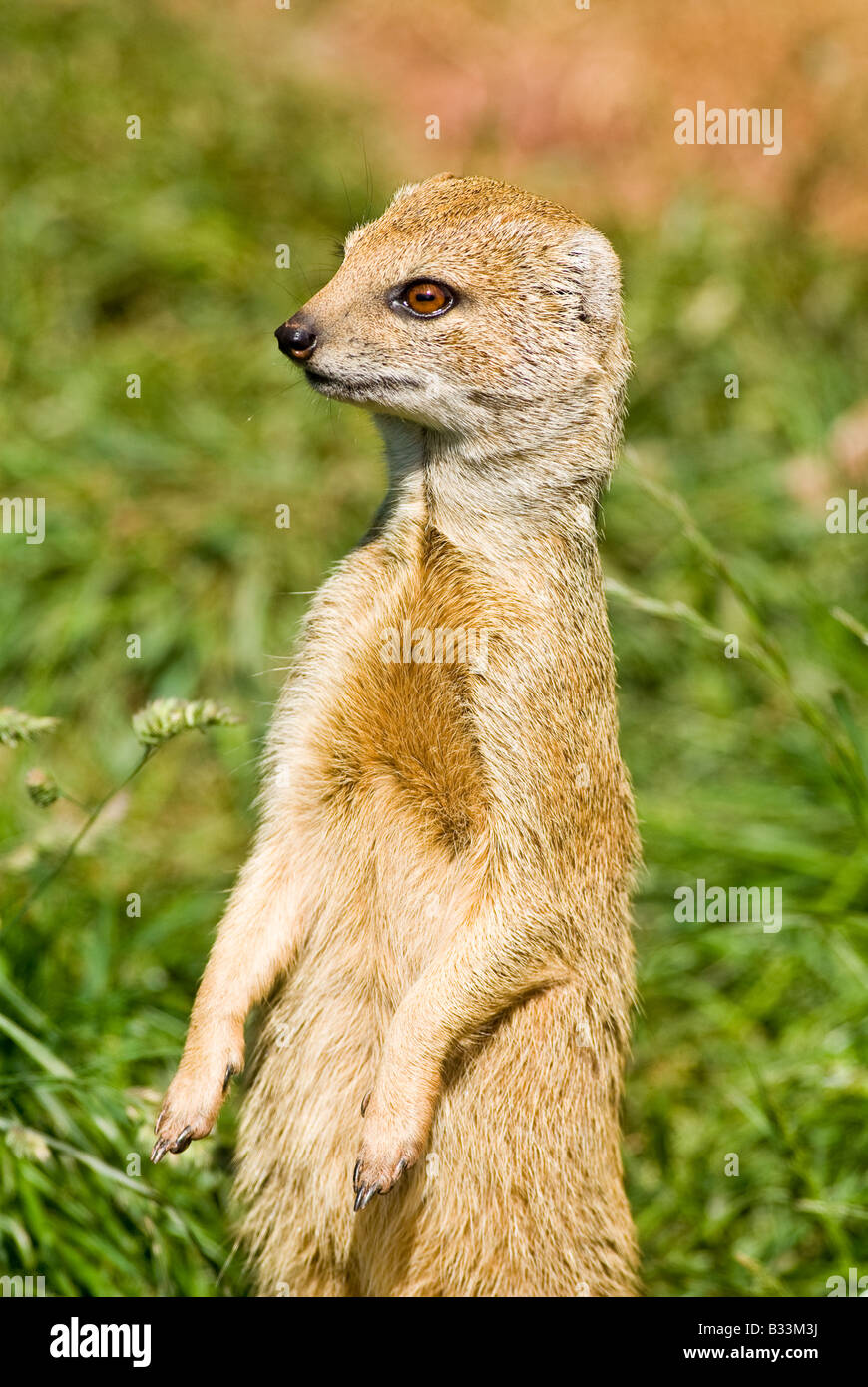 Mangouste jaune (rouge Meerkat) à l'affût Banque D'Images