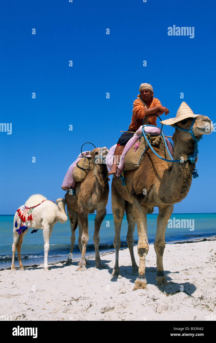 Camel safari à Sidi Mahres Djerba Tunisie Banque D'Images