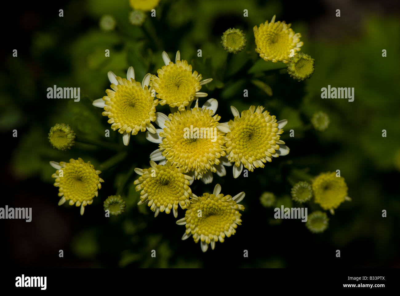 Petit, jaune et des chrysanthèmes blancs. Banque D'Images
