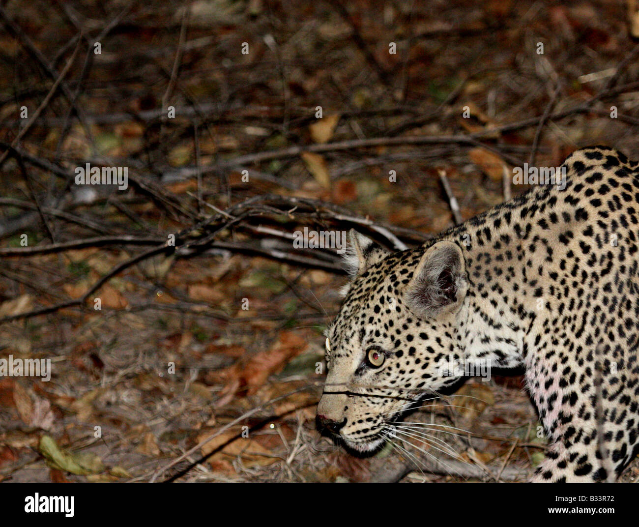 Leopard dans la nuit Banque D'Images