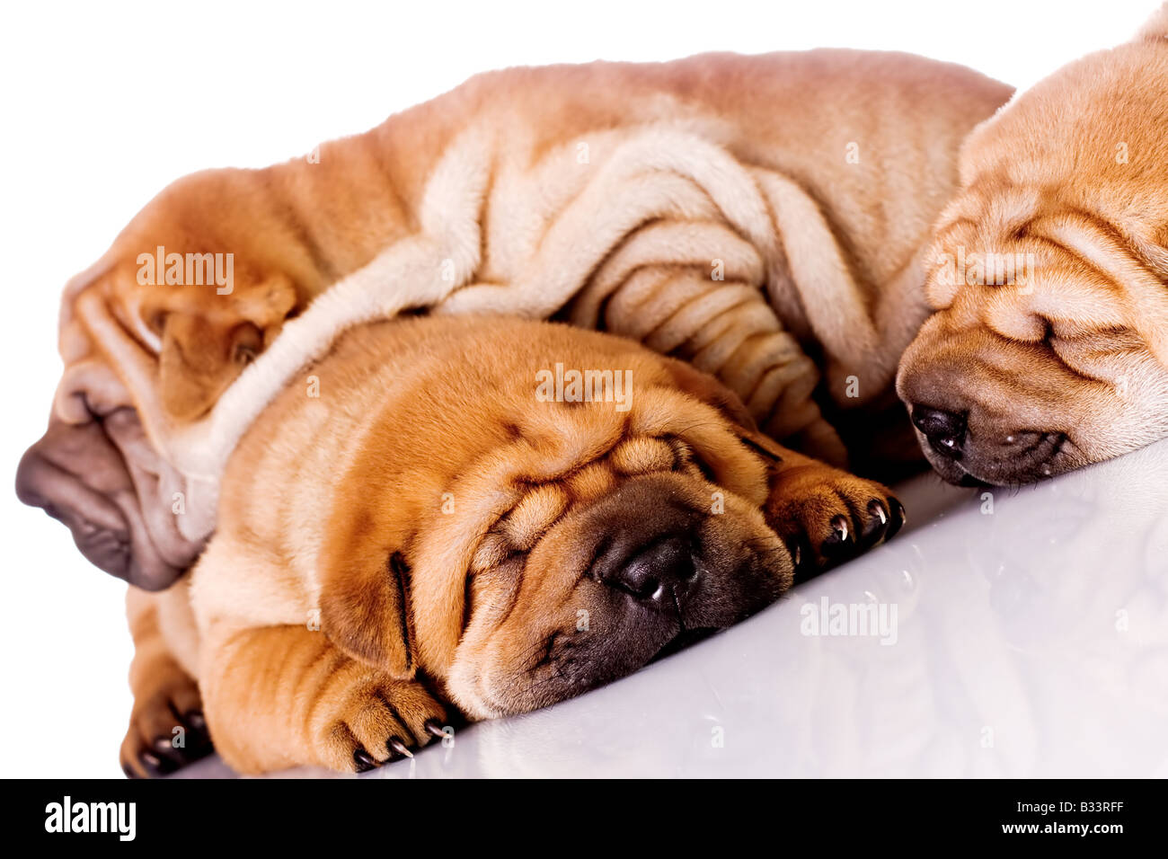 Trois Chiens Bebe Shar Pei Pres D Un Mois Photo Stock Alamy