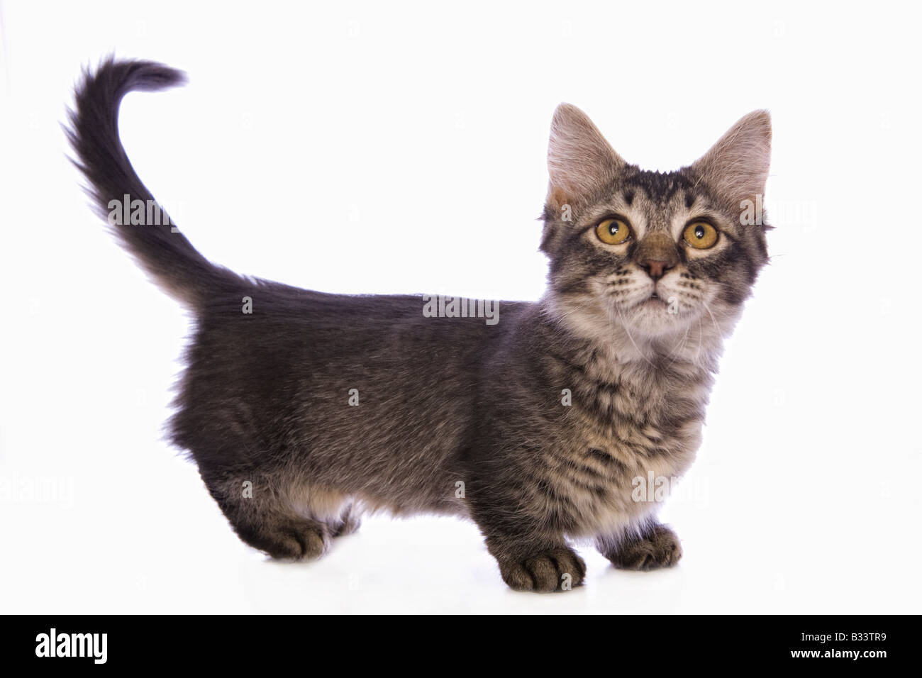 Tabby cat Cute Munchkin avec de grands yeux d'or isolé sur fond blanc Banque D'Images