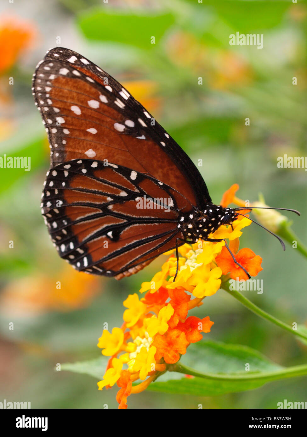 Papillon Danaus Gilippus Queen jardin en se nourrissant d'arbre aux papillons Banque D'Images