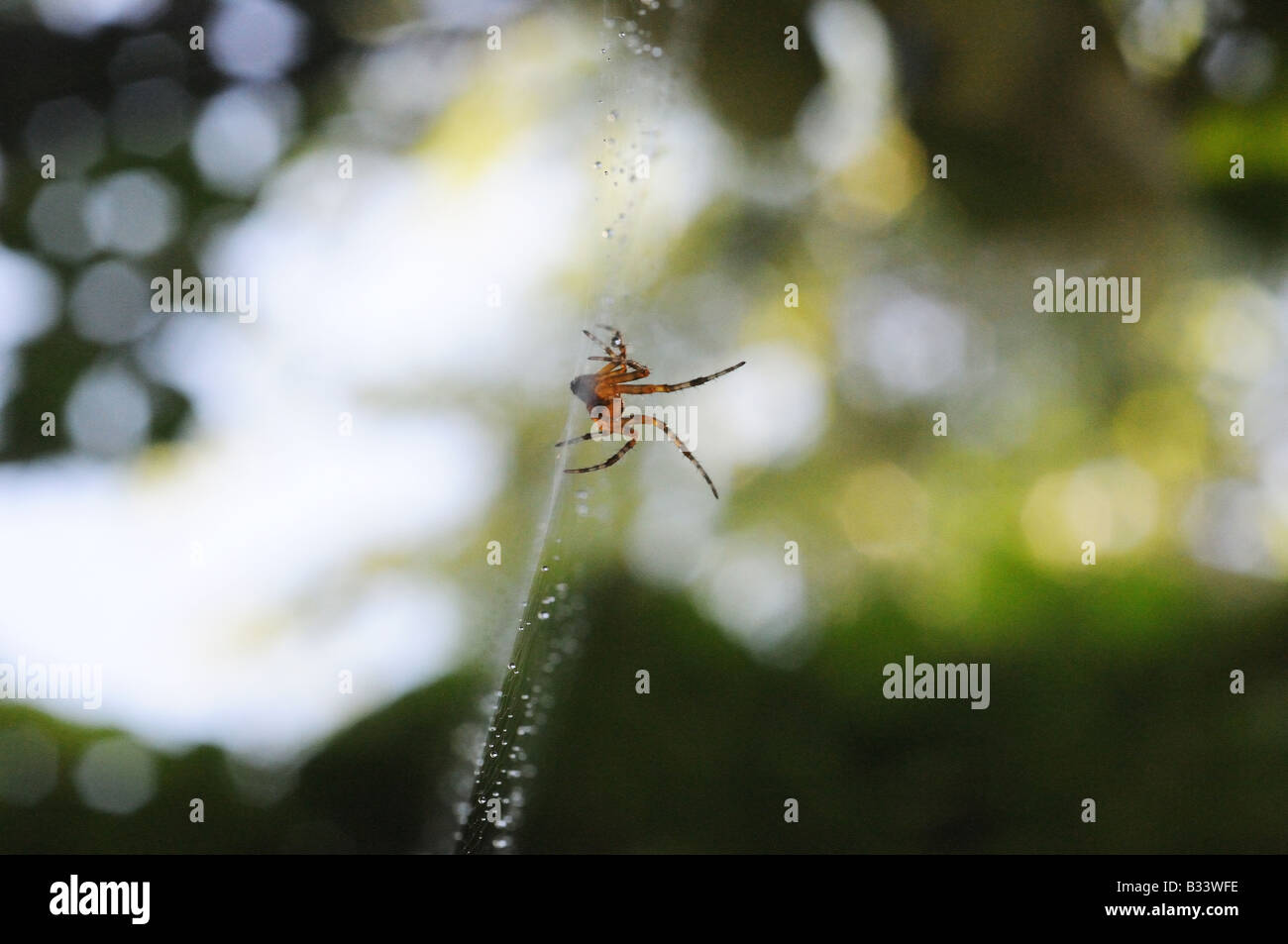 Une araignée, araignée, accrochée à sa queue parfaitement web s/n qui scintille à la lumière du soleil, gouttes d'eau scintillent. Banque D'Images