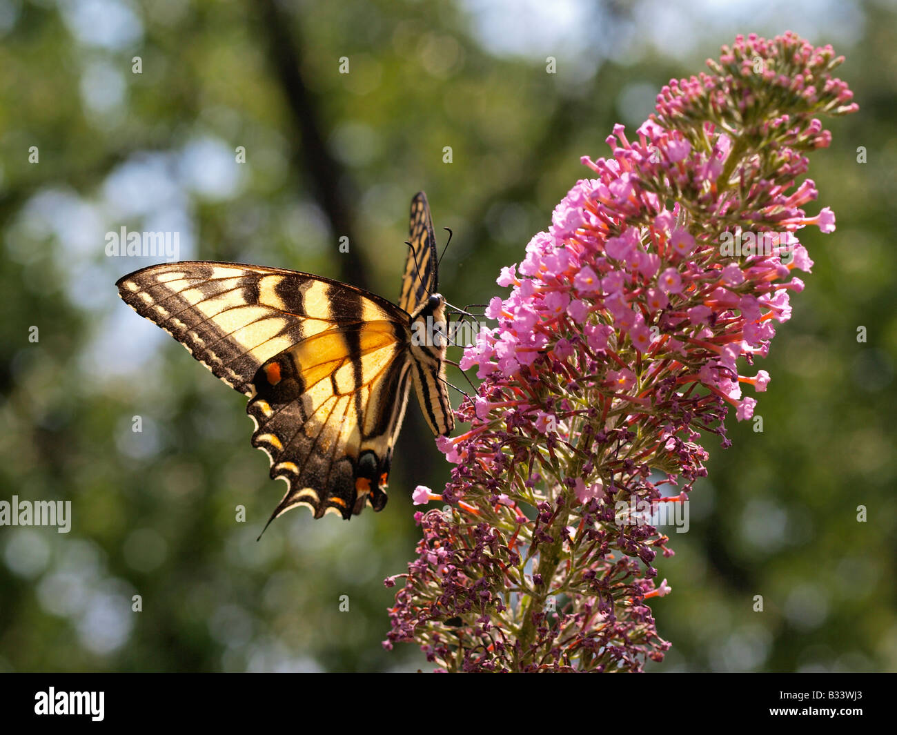 Eastern tiger swallowtail butterfly papilio glaucus Banque D'Images