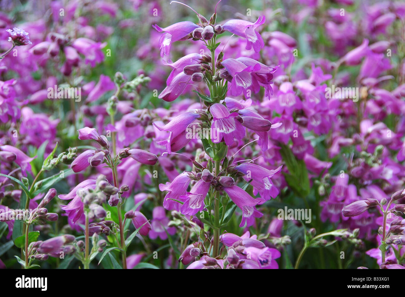 Plante herbacée vivace floraison de la mi-été, UK Banque D'Images