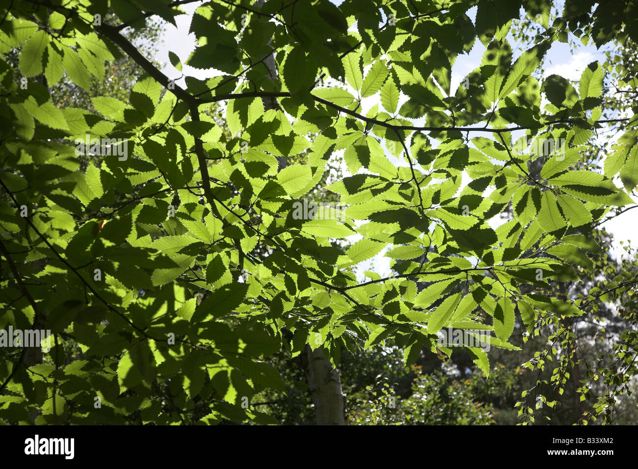 La lumière du soleil sur les feuilles qui suggère la photosynthèse Banque D'Images