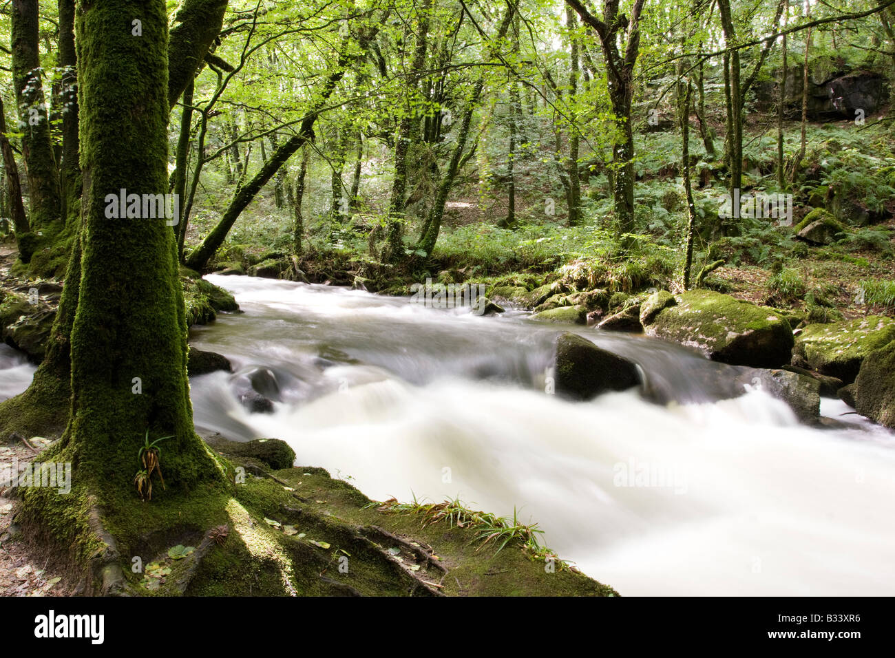 Plus de rochers dans une cascade d'eau de la forêt en été Banque D'Images