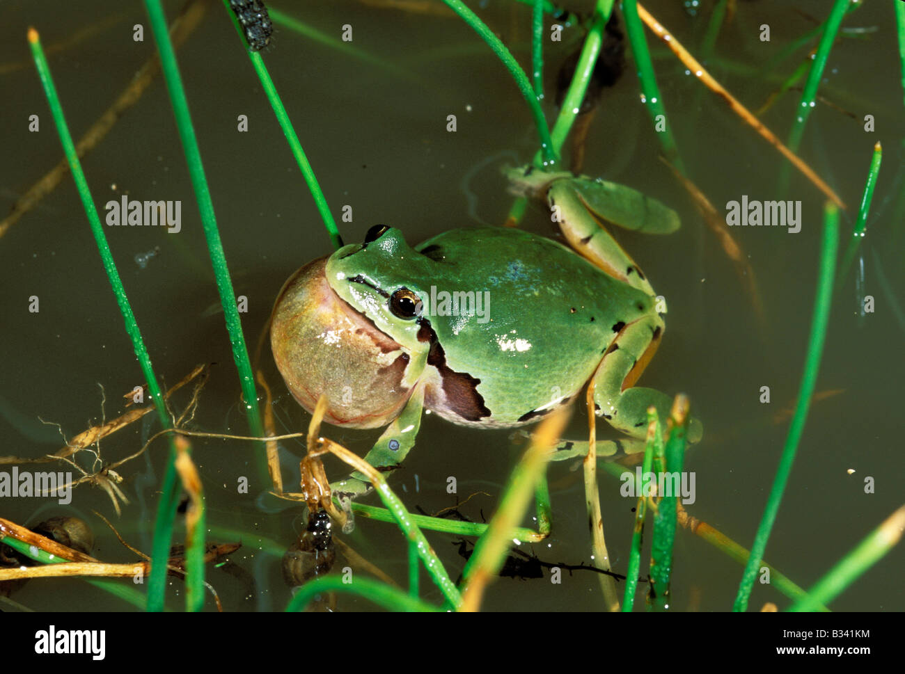 La Rainette Hyla eximia Mountain Lake Sierra Blanca Greer ARIZONA United States Août Hylidae mâles adultes Banque D'Images