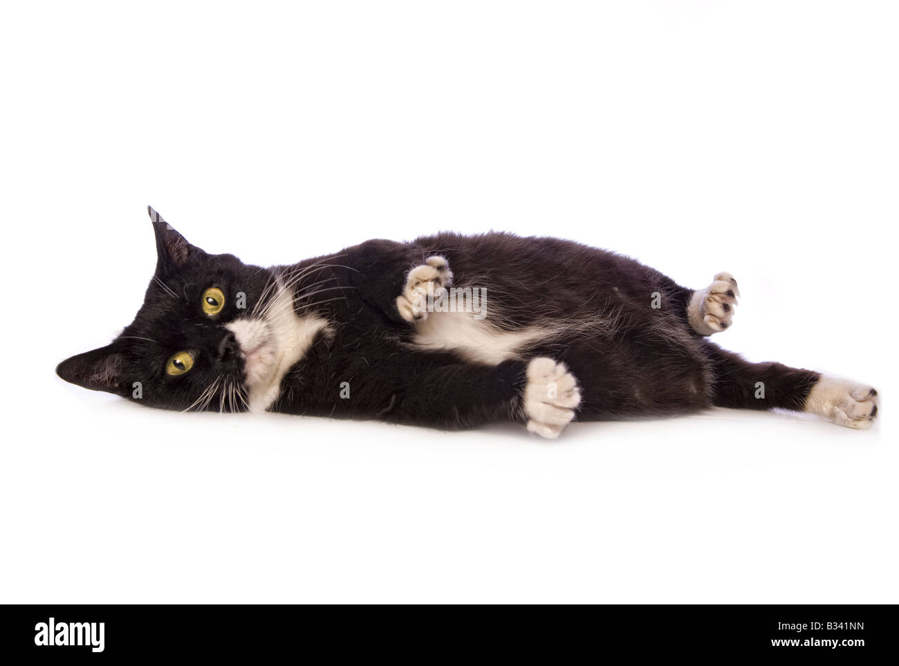 Noir Et Blanc Gras Mignon Chat Munchkin Isole Sur Fond Blanc Photo Stock Alamy
