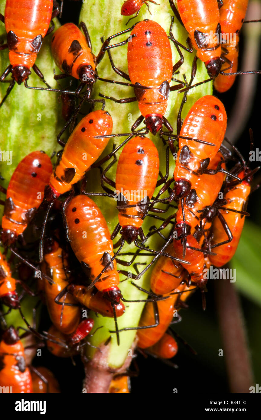 L'asclépiade grandes immatures bugs Oncopeltus fasciatus Banque D'Images