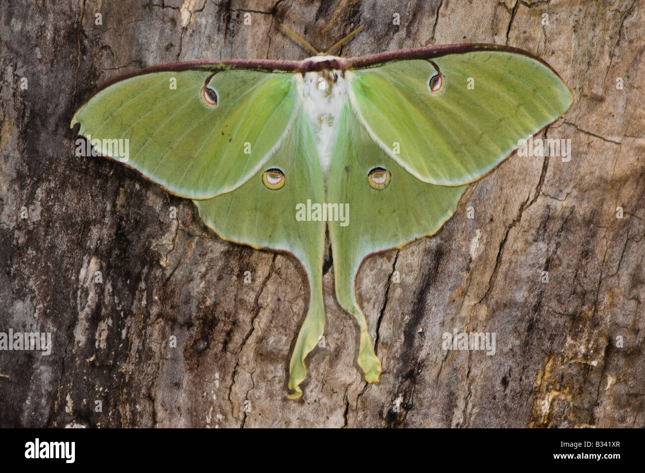 Actias luna Banque D'Images