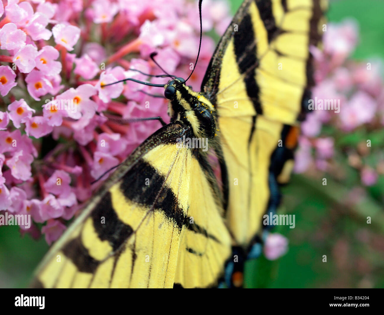 Eastern tiger swallowtail butterfly papilio glaucus Banque D'Images