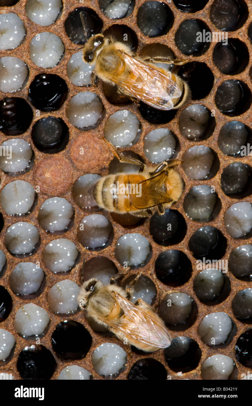 Les abeilles du miel dans une ruche d'abeilles sur Banque D'Images