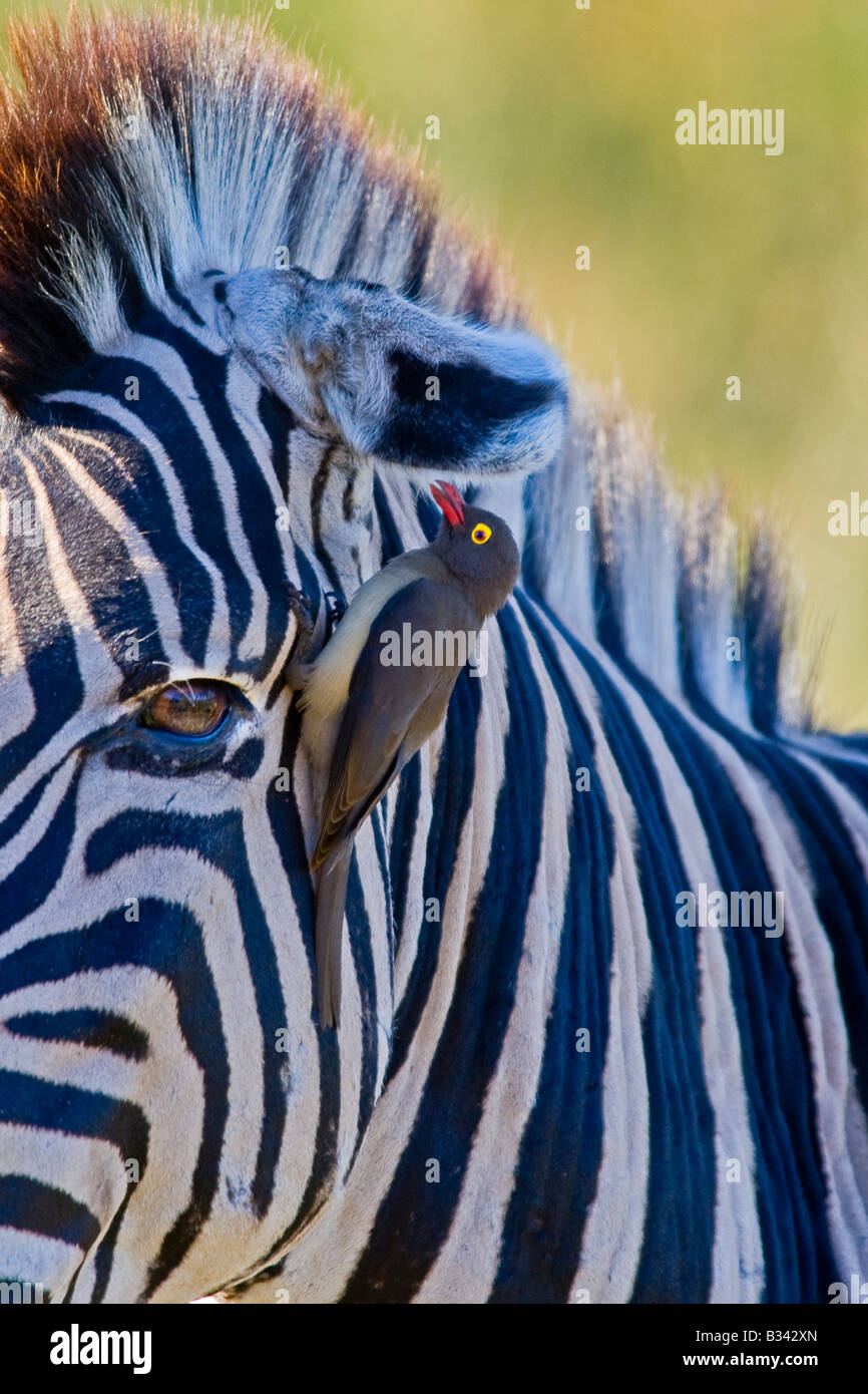 Détail d'un redbilled oxpecker assis sur un zèbre Banque D'Images