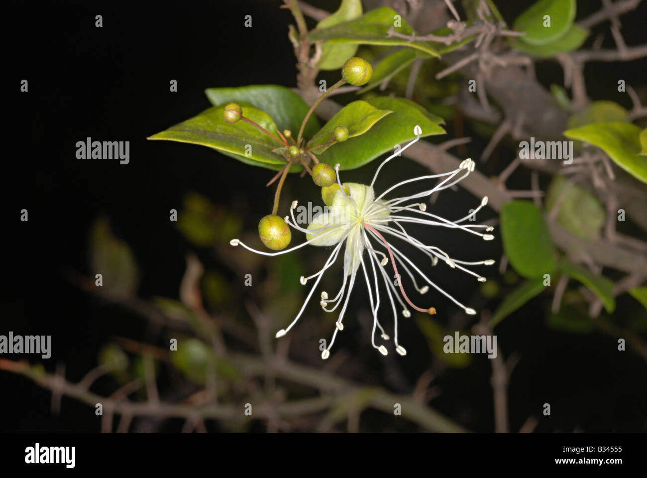 Fleur de Capparis rotundifolia. Un arbuste épineux de la Western Ghats de l'Inde. Banque D'Images