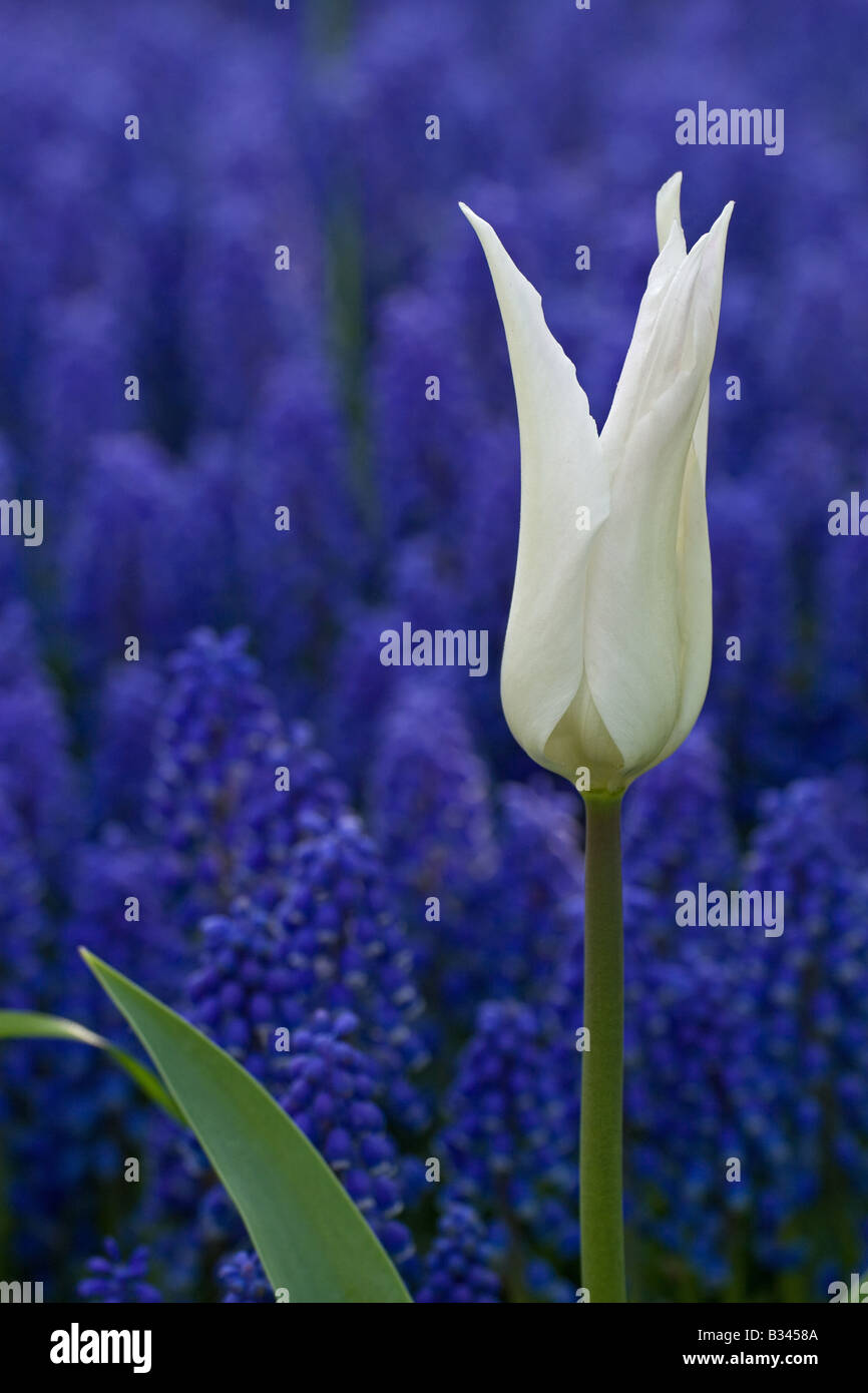 Tulipe blanche sur fond de bleus Banque D'Images