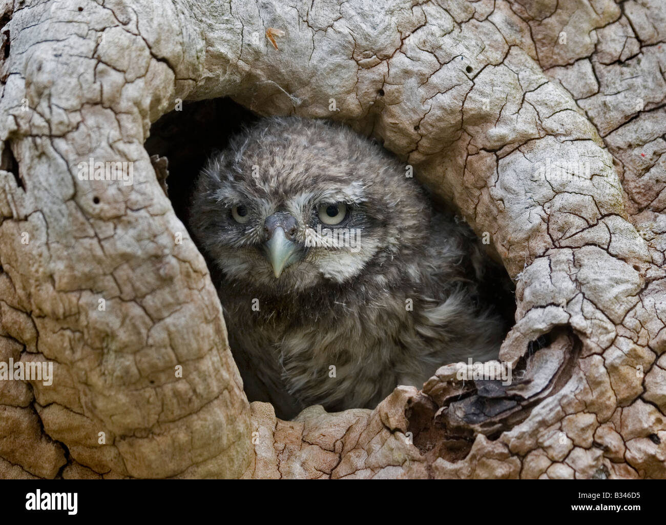 Petit Hibou Bebe A La Recherche De Nid Portrait Photo Stock Alamy Petit Hibou Bebe A La Recherche De Nid Portrait Photo Stock Alamy