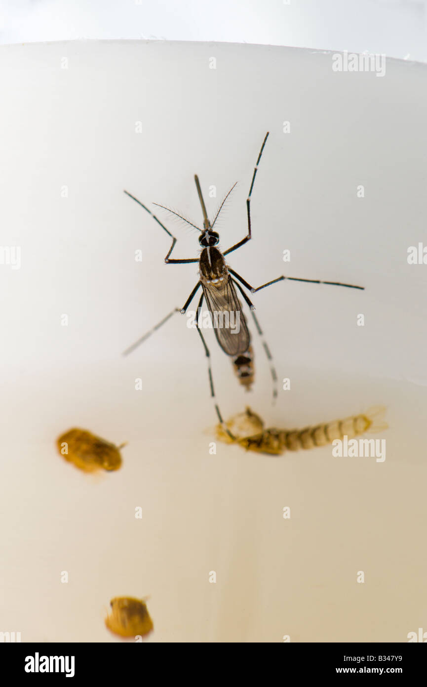 Homme albopicuts adultes Aedes, le moustique tigre asiatique, fraîchement  émergé de la nymphe nymphe, peau toujours visibles dans l'eau Photo Stock -  Alamy