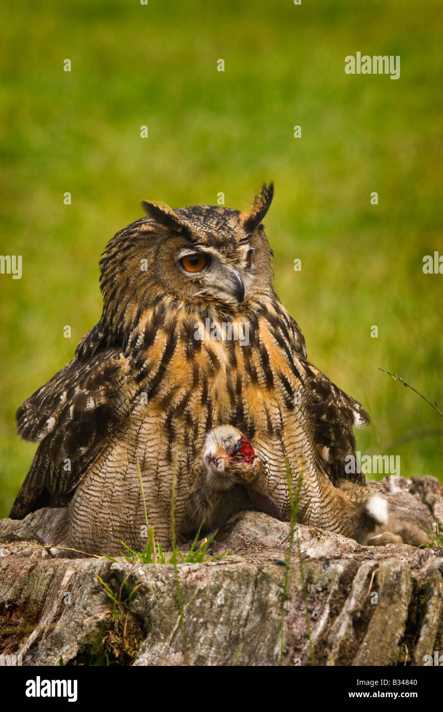 Grand-duc d'Europe Bubo bubo ()avec des proies de lapin sur une souche d'arbre couvert de mouches Banque D'Images