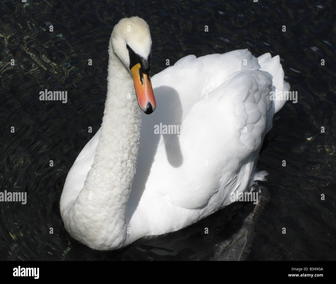 Jeune cygne Banque D'Images