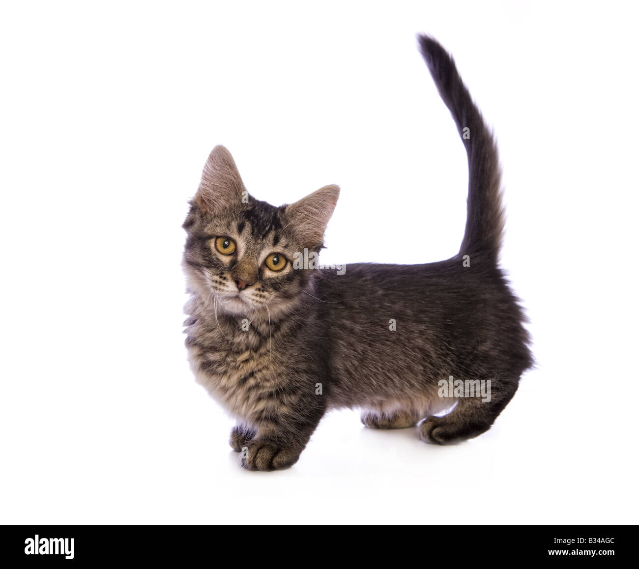 Tabby cat Cute Munchkin avec de grands yeux d'or isolé sur fond blanc Banque D'Images