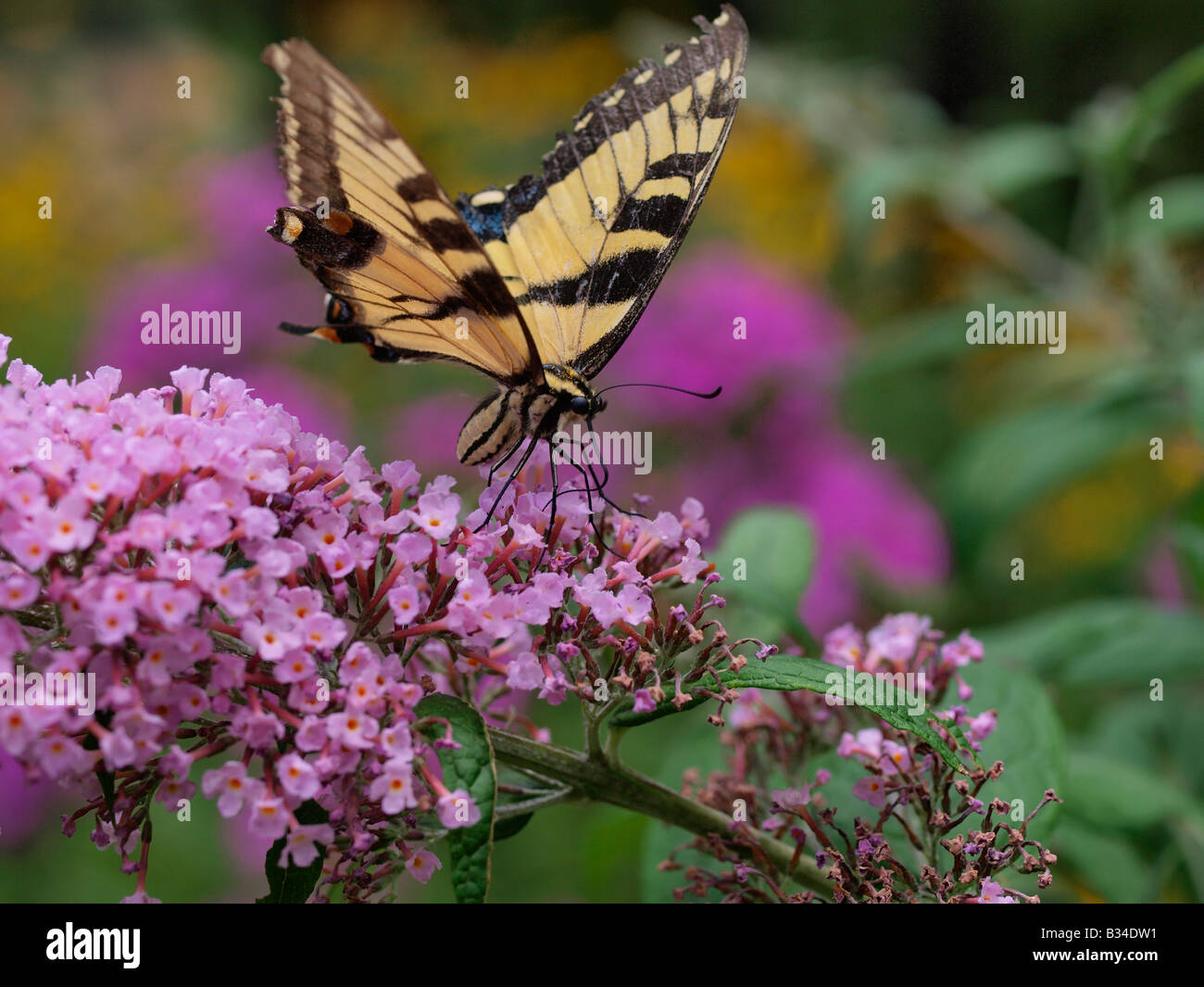 Eastern tiger swallowtail butterfly papilio glaucus se nourrissant de lilac bush dans Central Park, New York City Banque D'Images