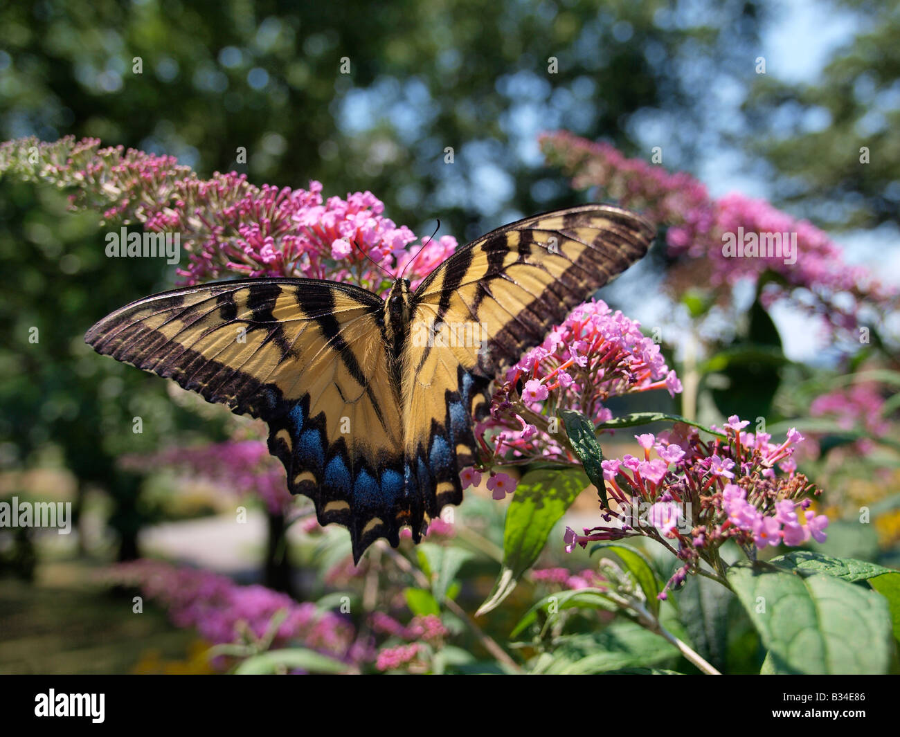 Eastern tiger swallowtail butterfly papilio glaucus se nourrissant de lilac bush dans Central Park, New York City Banque D'Images