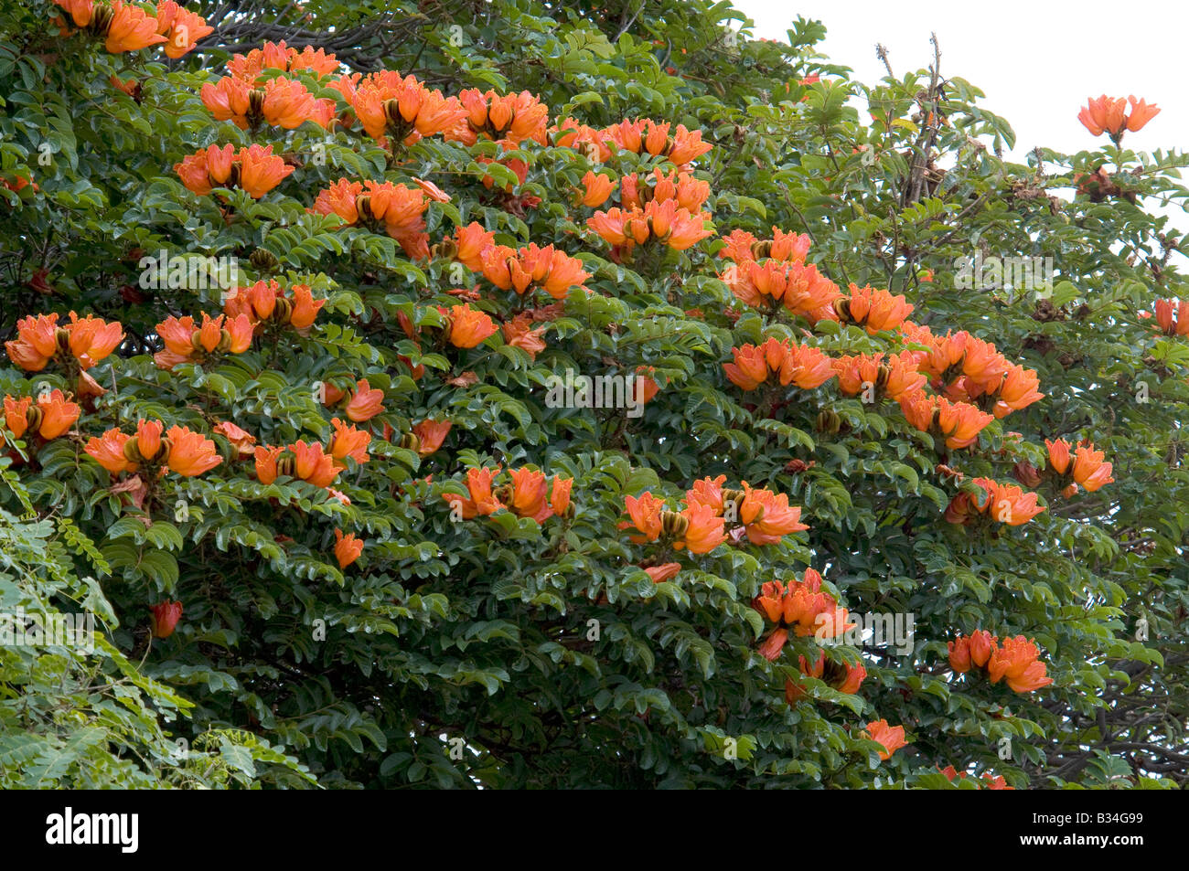 Spathodea campanulata african tulip tree Banque D'Images