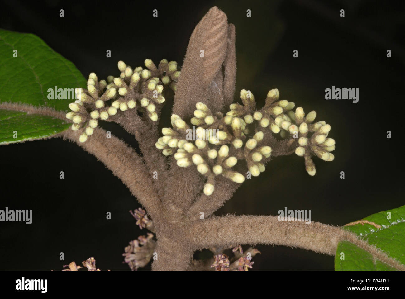 Extrémité des pousses en croissance avec l'inflorescence non ouvert de Callicarpa tomentosa. Ce gros arbuste ou petit arbre de la Western Ghats Banque D'Images