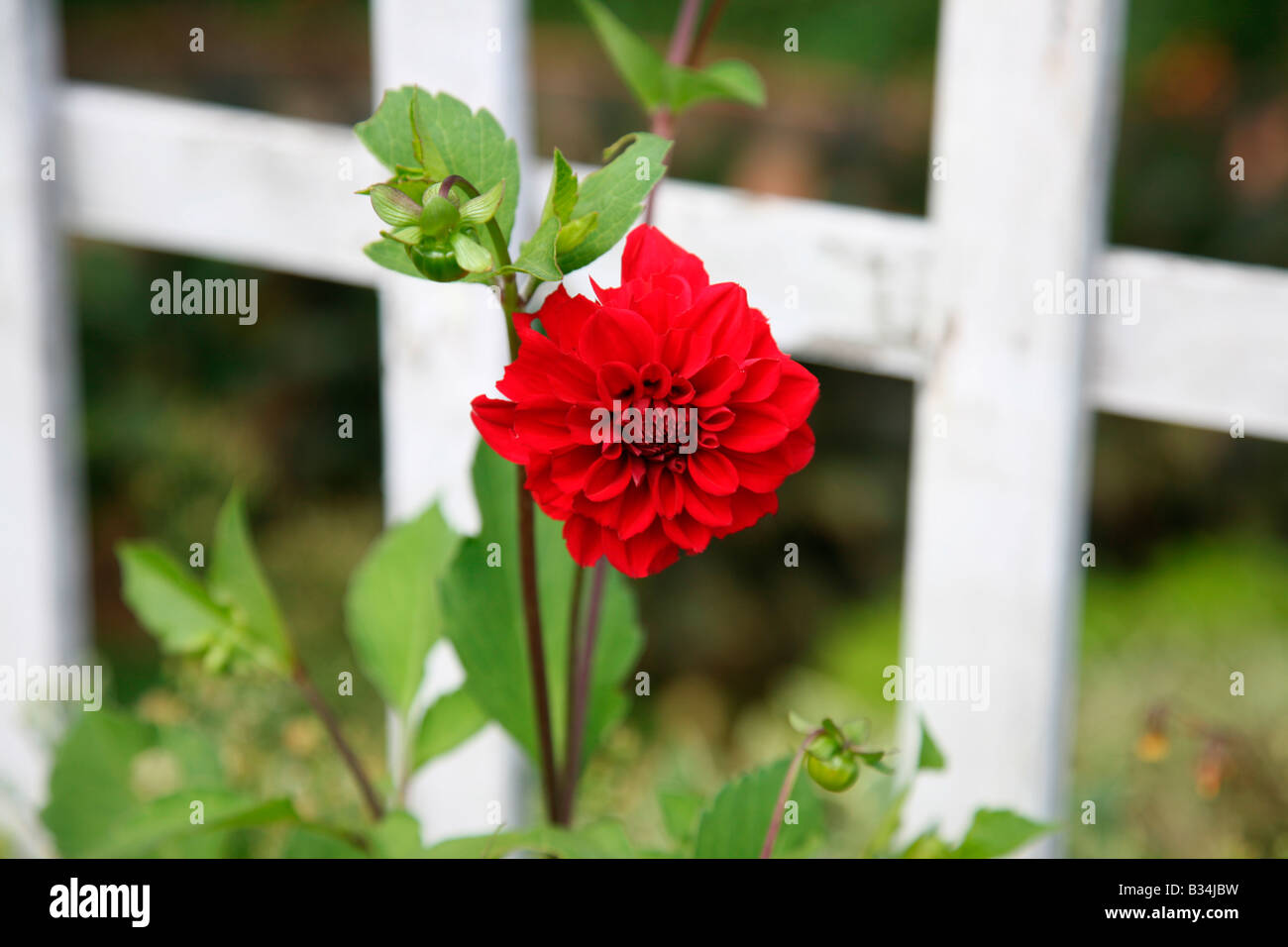 Fleur de Dahlia Banque D'Images