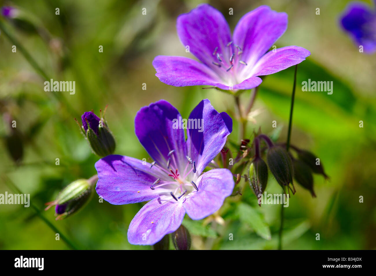 Bois alpin ( géranium sanguin Geranium sylvaticum ). Alpes Bernoises, Suisse Banque D'Images