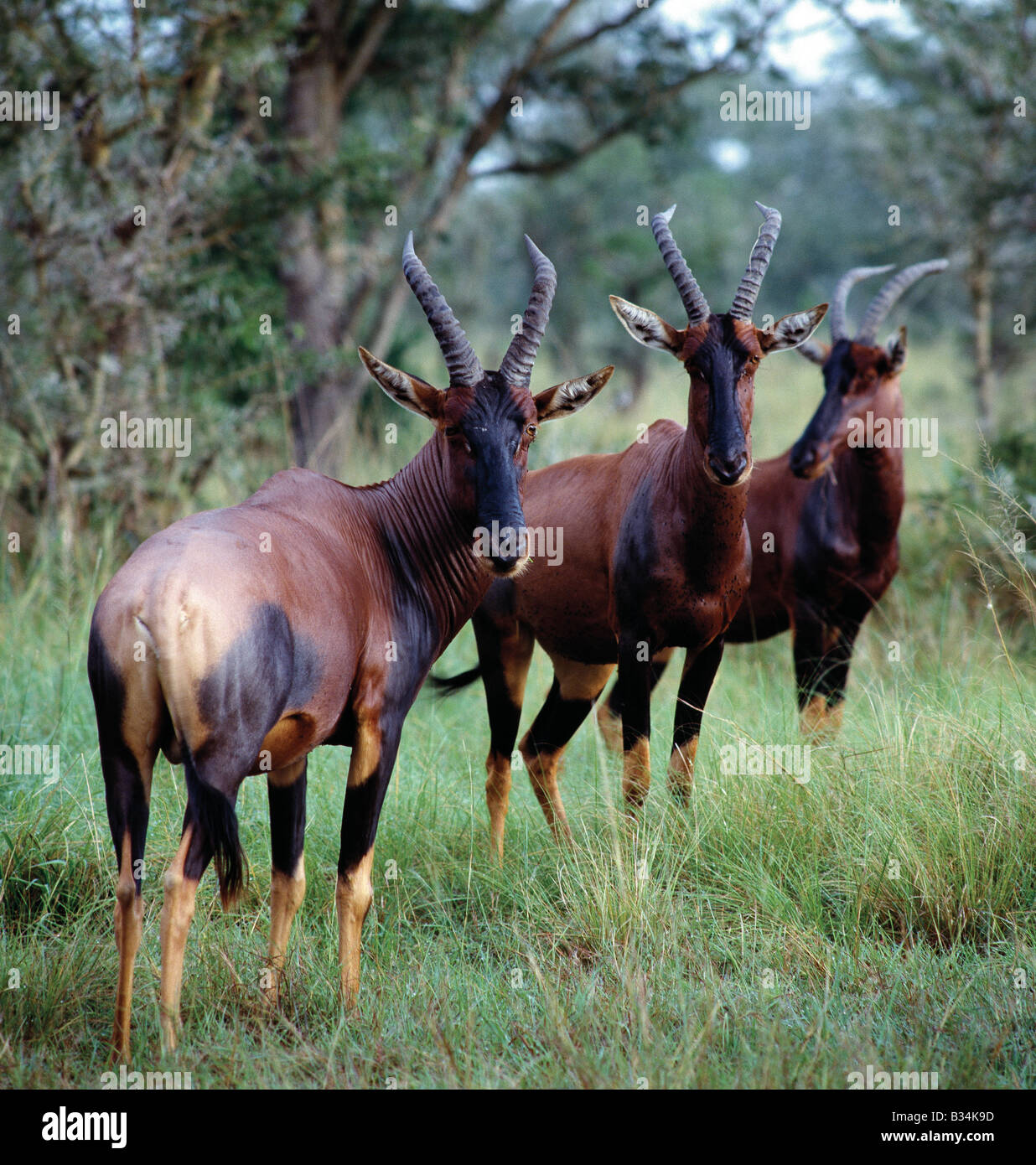 L'Ouganda, le Parc national Queen Elizabeth, Ishasha. Antilope Topi (Damaliscus lunatus jimela) dans la zone d'Ishasha Parc national Queen Elizabeth. Banque D'Images