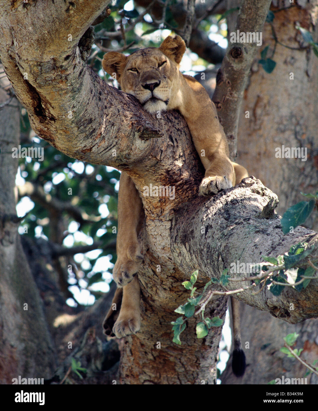 L'Ouganda, le Parc national Queen Elizabeth, Ishasha. Une lionne repose dans un figuier dans la zone d'Ishasha Parc national Queen Elizabeth. Pendant des années, Ishasha est réputé pour ses lions d'escalade Banque D'Images
