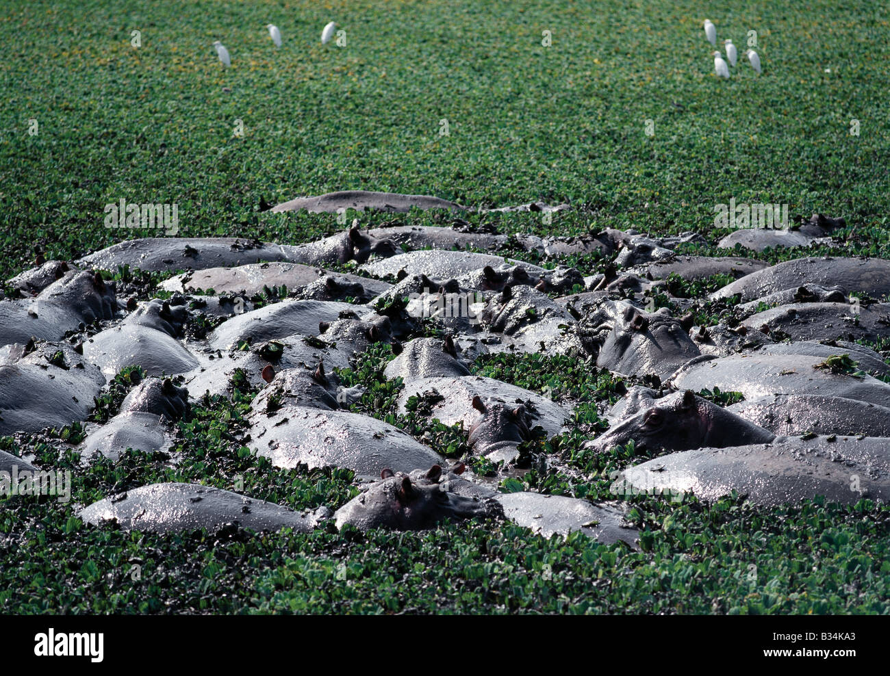 L'Ouganda, le Parc national Queen Elizabeth, Ishasha. De grands groupes d'hippopotames se vautrer toute la journée dans les rivières et les lacs de l'Ouganda, laissant leurs refuges sécurisés uniquement la nuit pour brouter. Seul un hippo peut ingérer jusqu'à 120 livres d'herbe à cinq heures ; il convertit en protéines animales de la végétation plus efficacement que tout animal domestique. Banque D'Images