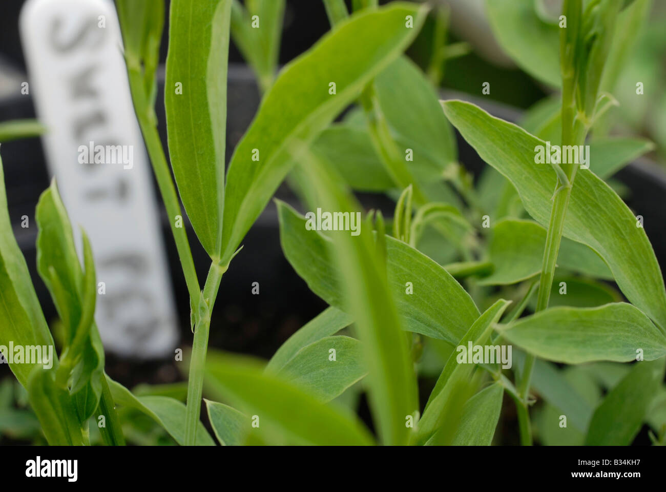 Les semis de pois sucré Banque D'Images