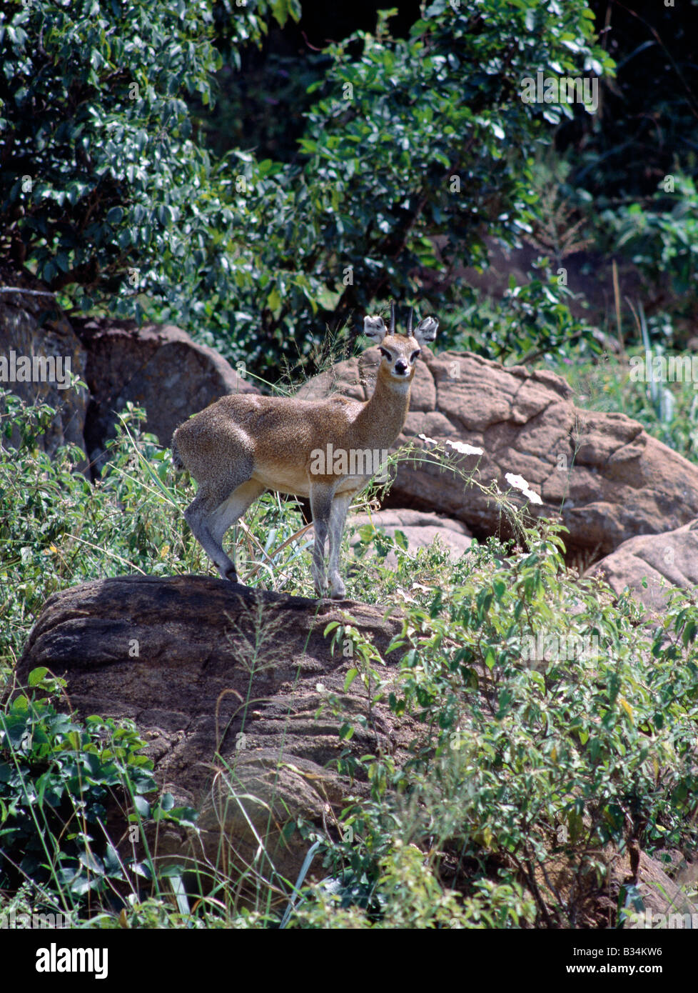 Au Kenya, le parc national de Tsavo Ouest, Kitani. Un Klipspringer se dresse sur un rocher dans le parc national de Tsavo Ouest.C'est la seule que l'antilope vit sur les falaises et en terrain rocheux, debout sur la pointe de ses sabots tronqué comme si sur la pointe des pieds. Banque D'Images