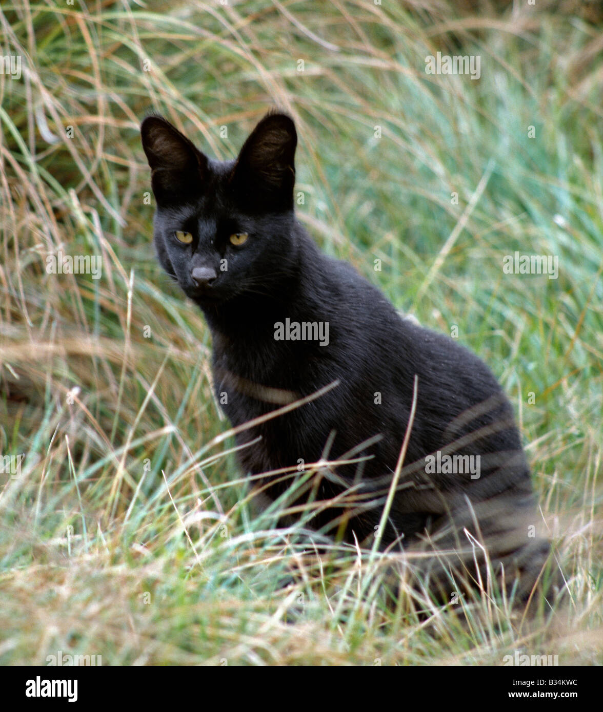 Au Kenya La Province Du Centre Aberdare National Park Un Chat Noir Melanistic Serval A 10 000 Pieds Sur Les Terrains Marecageux De La Montagnes Aberdare Ce Long Legged Chat Avec De Grandes Oreilles Au Kenya La Province Du Centre Aberdare National Park Un Chat Noir Melanistic Serval A 10 000 Pieds Sur Les Terrains Marecageux De La Montagnes Aberdare Ce Long Legged Chat Avec De Grandes Oreilles