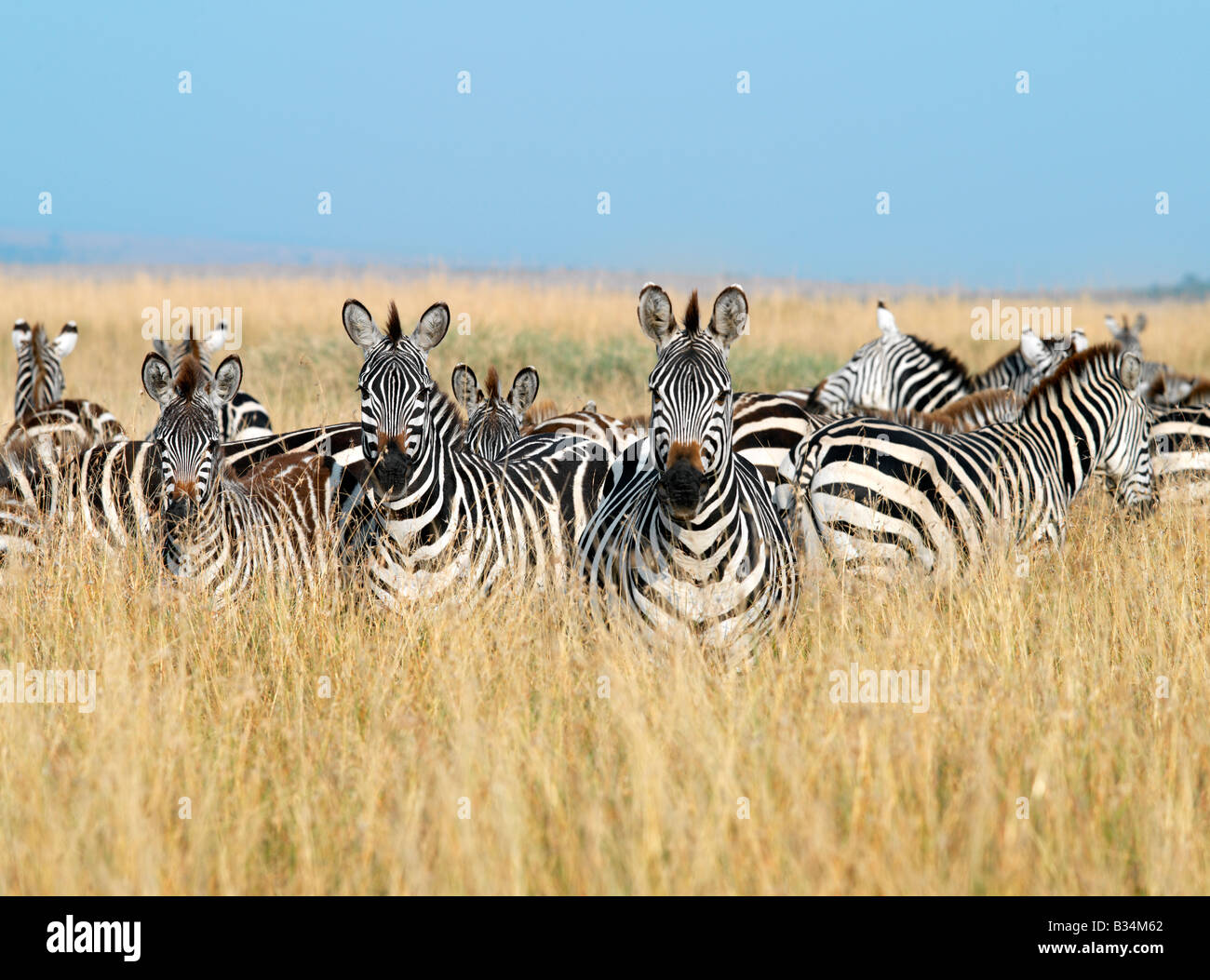 Kenya, district de Narok, Masai Mara. Un troupeau de zèbre de Burchell ou conjoint sur l'herbe des plaines du Masai Mara. Plusieurs milliers de zèbres gnous accompagner ou blanc-gnu barbu pendant la migration annuelle du Parc National de Serengeti du nord de la Tanzanie à Masai Mara, vers la fin de juillet. Banque D'Images